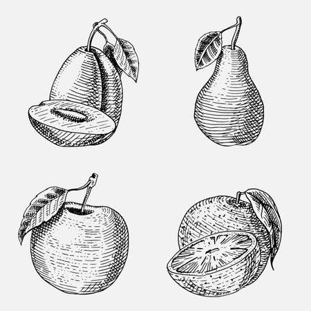 set of hand drawn, engraved fresh fruits, vegetarian food, plants, vintage looking green apple, orange and pear, plum.のイラスト素材