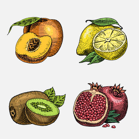 set of hand drawn, engraved fresh fruits, vegetarian food, plants, vintage looking kiwi, peach yellow lemon and pomegranate.のイラスト素材