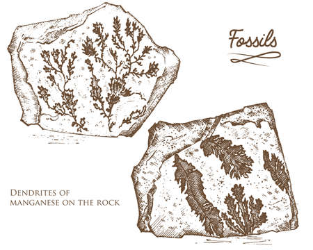 Fossilized plants, stones and minerals, crystals, prehistoric animals, archeology or paleontology. fragment fossils. engraved hand drawn in old sketch and vintage style.のイラスト素材