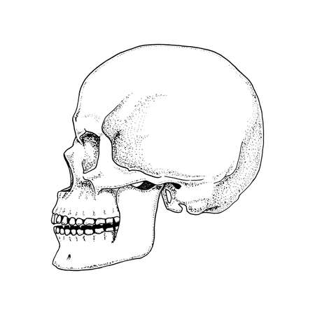 Human biology, anatomy illustration. engraved hand drawn in old sketch and vintage style. skull or skeleton silhouette. Bones of the body. front view or face.のイラスト素材