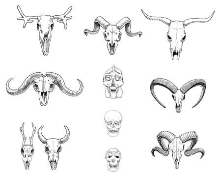 anatomy illustration. engraved hand drawn in old sketch and vintage style. skull set or skeleton. Bull and mountain goat or buffalo. Animals with horns. ram or sheep. Elk and roe deer or bison.のイラスト素材