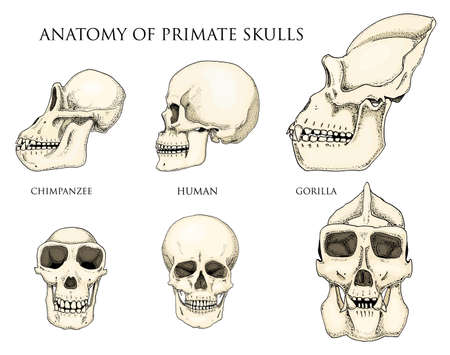 Human and chimpanzee skull illustration.のイラスト素材