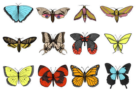 A set of Butterfly or Insect sketch. entomological collection engraved hand drawn in old sketch and vintage styleのイラスト素材