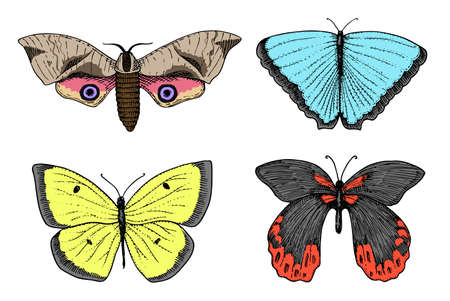 tattoo or boho t-shirt or scrapbooking design. Mystical esoteric symbol of freedom and travel. butterfly or Insect sketch. entomological collection engraved hand drawn in old sketch and vintage styleのイラスト素材