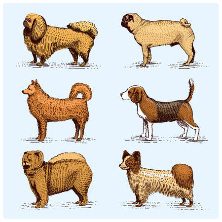 dog breeds engraved, hand drawn vector illustration in woodcut scratchboard style, vintage drawing species. pug and setter, poodle with spitz, springer spaniel whippet hound doberman, shepherdのイラスト素材