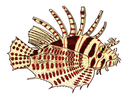 sea creature red lionfish. engraved hand drawn in old sketch, vintage style. nautical or marine, monster or fish. animals in the ocean.のイラスト素材