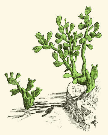 Prickly Pear Cactus. plants engraved hand drawn in old sketch, vintage style. mexican opuntia, flora and fauna. botanical garden.のイラスト素材