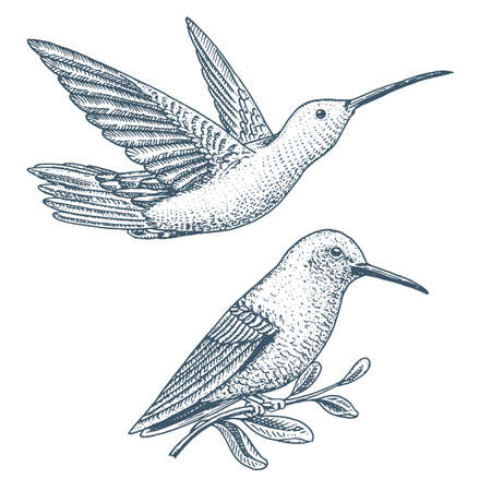 Small hummingbird. Rufous and White-necked Jacobin bird. Exotic tropical animal icons. Golden tailed sapphire. Use for wedding, party. engraved hand drawn in old sketchのイラスト素材