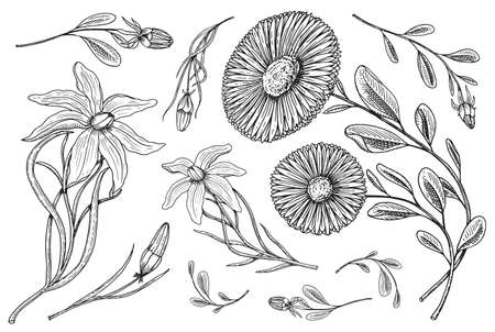 Flowers set hand drawn in old Victorian sketch.のイラスト素材
