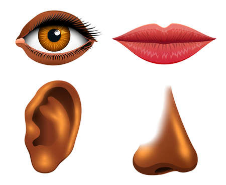 Human sensory organs illustration.のイラスト素材