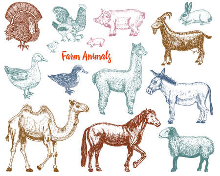 Farm Cute Animal big set vector illustration.のイラスト素材