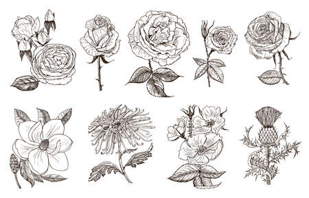Set of Wedding botanical flowers in the garden or spring plant. Aster, dahlia with buds, peonies and roses, daffodils. Vector illustration. engraved hand drawn in old vintage sketch for card.のイラスト素材
