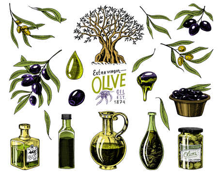 Set of Olive oil and branch of trees. Organic vegetarian product in bottle. Green plant for healthy diet. Black fruit for cooking food. Engraved hand drawn in old vintage sketch. Vector illustrationのイラスト素材