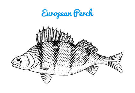 River and lake fish. European perch. Sea creatures. Freshwater aquarium. Seafood for the menu. Engraved hand drawn in old vintage sketch. Vector illustration. Symbols of the ocean.のイラスト素材