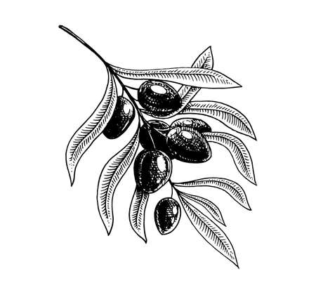 Branch of trees Olive oil and. Organic vegetarian product. Green plant for healthy diet. Black fruit for cooking food. Engraved hand drawn in old vintage sketch. Vector illustration for logo or badge.のイラスト素材