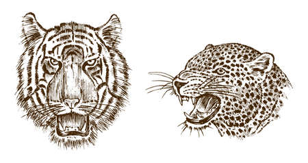 Japanese Wild Tiger and animal leopard. Asian Wild cat. profile of head or face. Tattoo artwork. Engraved hand drawn in old vintage sketch. Vector surreal illustration, badges, print for t-shirtの写真素材