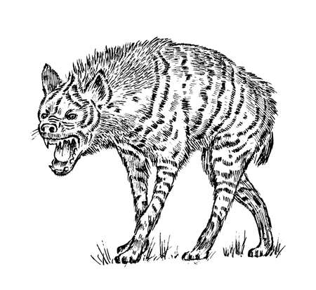 African spotted hyena. Wild animal. Engraved hand drawn old monochrome Vintage sketchのイラスト素材