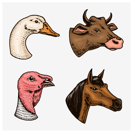 Farm animals and birds. Head of a domestic turkey gander cow. Logos or emblems for signboard. Set of...