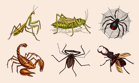 Big set of insects. Vintage Pets in house. Bugs Beetles Scorpion Snail, Whip Spider, Mantis Locusts. Engraved Vector illustration.のイラスト素材