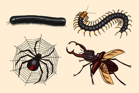 Big set of insects. Vintage Pets in house. Julida Bugs Beetles Whip Spider, Scolopendra. Engraved Vector illustrationのイラスト素材