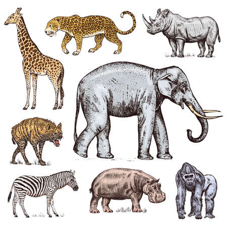 Set of African animals. Rhinoceros Elephant Giraffe Hippopotamus Leopard Hyena Western gorilla Wild zebra. Engraved hand drawn Vintage old monochrome safari sketch. Vector illustrationのイラスト素材