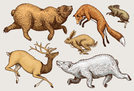 Soaring red Fox Hare Rabbit northern brown Bear Deer. Set of Wild forest animal jumping up. Vintage style. Engraved hand drawn sketchのイラスト素材