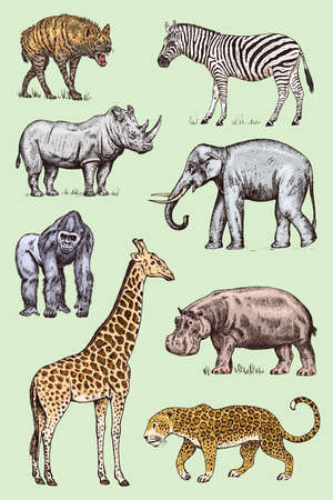 Set of African animals. Rhinoceros Elephant Giraffe Hippopotamus Leopard Hyena Western gorilla Wild zebra. Engraved hand drawn Vintage old monochrome safari sketch. Vector illustrationのイラスト素材