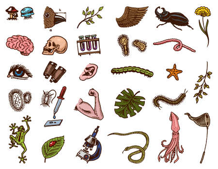 Scientific laboratory in Biology. Icon Set of Biochemistry Research. Living creatures organisms molecules. Medicine in school. Education and Science. engraved hand drawn in old sketch vintage style.のイラスト素材