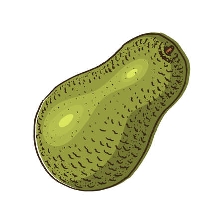 Tropical avocado. Evergreen fruit plant. Organic oil in the bottle. leaves and branches, leaf and...