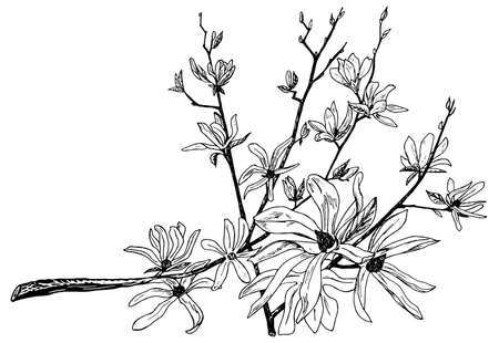 Wild Flowers with leaves. Japanese Sakura. Wedding botanical plant with leaf and buds. Botanical organic spring herb. Engraved hand drawn in doodle sketch. Collection for cards and labels and bannersのイラスト素材