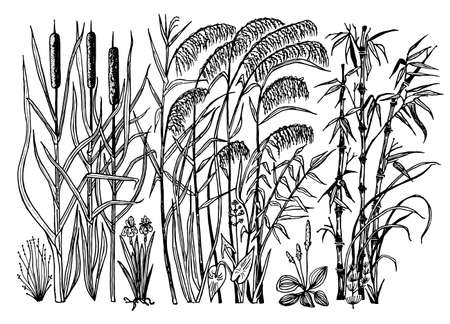 Wild Flowers with leaves. Set of Wedding botanical plant with leaf and buds. Botanical organic spring herb. Engraved hand drawn in doodle sketch. Collection for cards and labels, books and bannersのイラスト素材