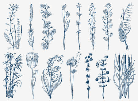 Wild Flowers with leaves. Set of Wedding botanical plant with leaf and buds. Botanical organic spring herb. Engraved hand drawn in doodle sketch. Collection for cards and labels, books and bannersのイラスト素材