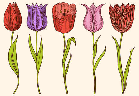 Flowers tulips with leaves. Set of Wedding botanical plant with leaf and buds. Botanical organic spring herb. Engraved hand drawn in doodle sketch. Collection for cards and labels, books and bannersのイラスト素材