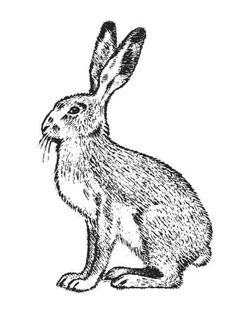 Wild Gray hare, forest animal. Vintage monochrome style. Mammal in Europe. Engraved hand drawn sketch for banner or label