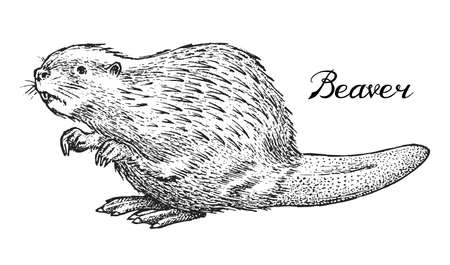 River beaver, Wild animal. Symbol of the north and the forest. Vintage monochrome style. Mammal in Europe. Engraved hand drawn sketch for banner or label.のイラスト素材