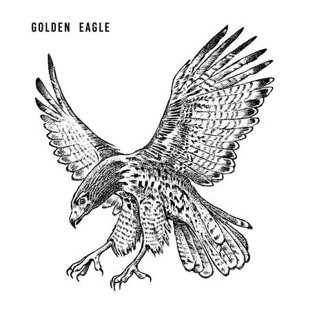 Golden eagle. Wild forest bird of prey. Hand drawn sketch graphic style.  Fashion patch. Print for  t-shirt, Tattoo or badges.のイラスト素材