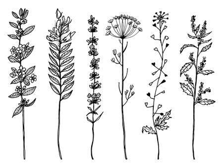 Field Flowers with leaves. Set of Wedding botanical Wild plant with buds. Botanical organic spring herb. Engraved hand drawn in doodle sketch. Vintage retro style.のイラスト素材