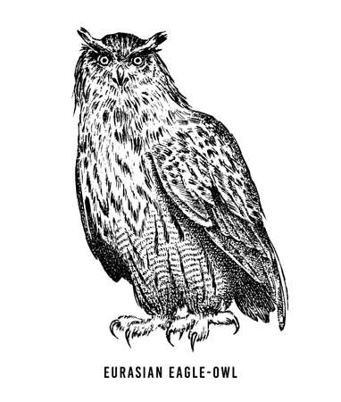 Eurasian eagle owl. Wild forest bird of prey. Hand drawn sketch graphic style.  Fashion patch. Print for  t-shirt, Tattoo or badges.のイラスト素材