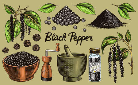 Black pepper set in Vintage style. Mortar and pestle, Allspice or peppercorn, Mill and dried seeds, a bunch of spices. Herbal seasoning for cooking. Engraved hand drawn vector sketch for backgroundのイラスト素材