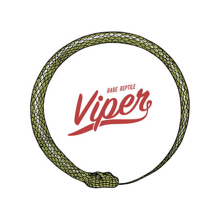 Circle snake in Vintage style. Serpent cobra or python or poisonous viper. Engraved hand drawn old reptile sketch for Tattoo. Anaconda for sticker or t-shirts.のイラスト素材