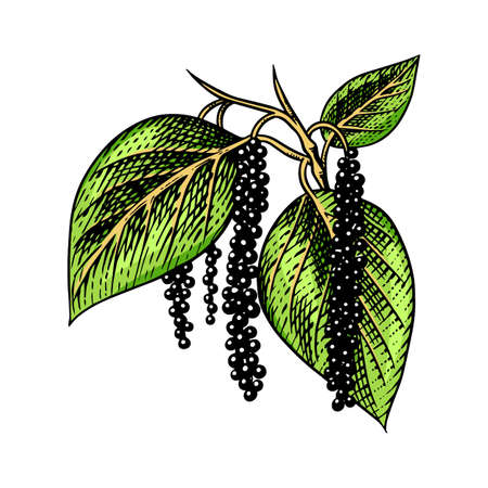 Black pepper leaves, herbs and spices. Allspice in Vintage style. Engraved hand drawn vector sketch for background.のイラスト素材