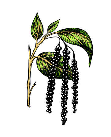 Black pepper leaves, herbs and spices. Allspice in Vintage style. Engraved hand drawn vector sketch for background.のイラスト素材