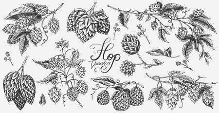 Hops and Barley. Malt Beer. Engraved vintage set. Hand drawn collection. Sketch for web or pub menu. Design elements isolated on white backgroundのイラスト素材