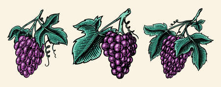 Bunch of grapes set. Berry leaves. Table fruit in vintage style. Hand drawn engraved outline sketch for banner, poster or label. Ingredient for wine and juiceのイラスト素材