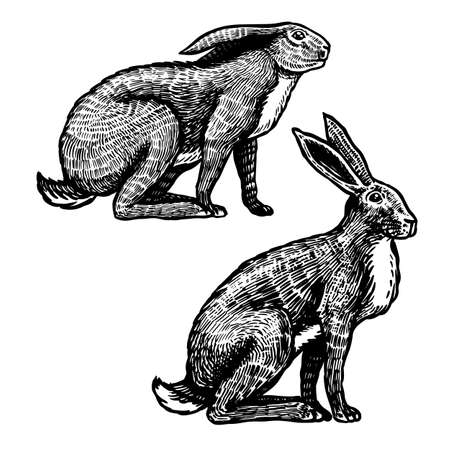 Wild hares. Rabbits are sitting. Forest bunny or coney. Hand drawn engraved old sketch for T-shirt, tattoo or label or poster. Vector illustrationのイラスト素材
