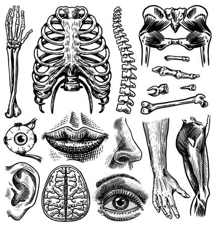 Vector of Anatomy of human bones and - ID:143646230 - Royalty Free ...