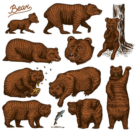 Grizzly bear set. Collection of hunting Brown wild animals in different poses. Hand drawn engraved old sketch for T-shirt, tattoo or label or poster. Side and front view. Vector illustration.のイラスト素材