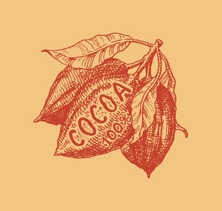 Cocoa fruit. Beans or Grains. Vintage badge or logo for t-shirts, typography, shop or signboards. Hand Drawn engraved sketch. Vector illustration.のイラスト素材