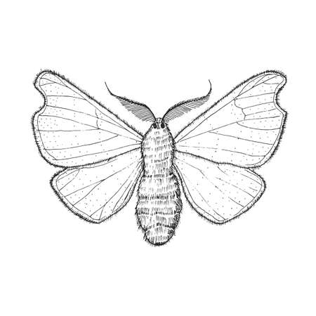 Butterfly or wild moths insects. Mystical symbol or entomological of freedom. Engraved hand drawn vintage sketch for wedding card or logo. Vector illustration. Arthropod animals.のイラスト素材