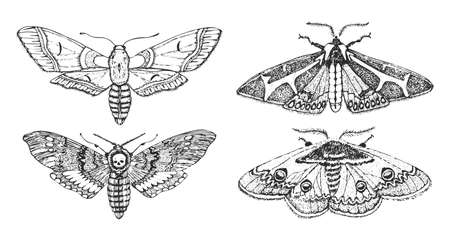 Butterfly or wild moths insects. Mystical symbol or entomological of freedom. Engraved hand drawn vintage sketch for wedding card or logo. Vector illustration. Arthropod animals.のイラスト素材